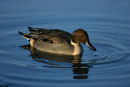 Pintail Drake